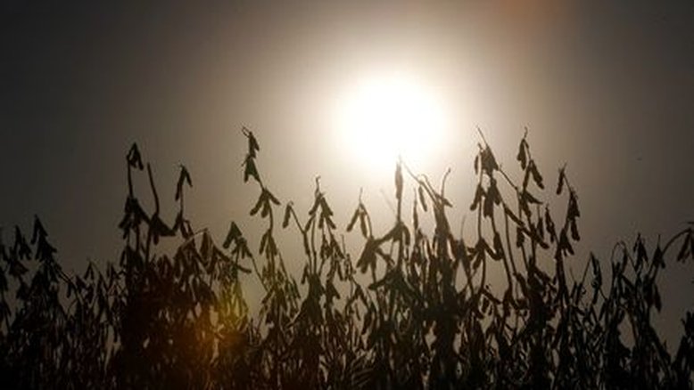 BrasilAgro fecha parceria com TIM para levar 4G a mais de 45 mil hectares no Maranhão