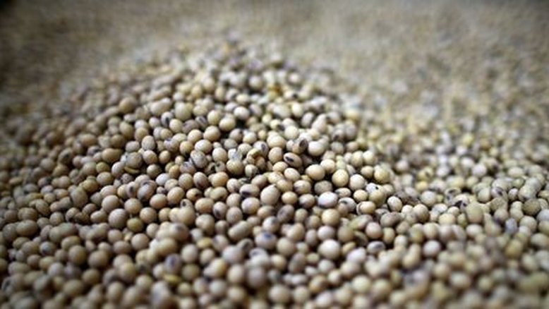 Prêmios de soja no Brasil despencam com safra recorde e demanda chinesa mais fraca
