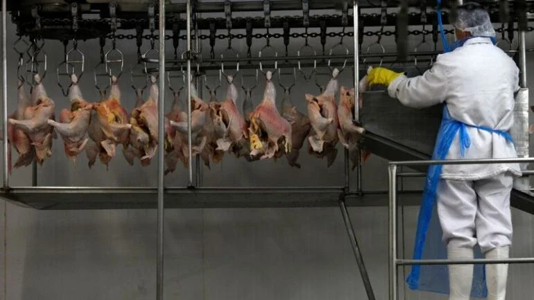 USDA vê alta de 3% na produção e exportação de frango do Brasil em 2022