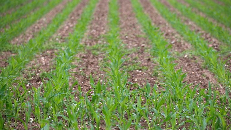 Pequenos produtores têm investimento como maior demanda de crédito, aponta pesquisa