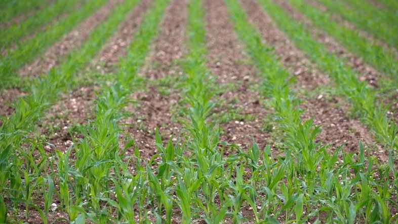 Pequenos produtores têm investimento como maior demanda de crédito, aponta pesquisa
