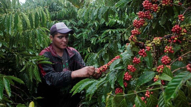 Preços do café devem cair diante de grande safra no Brasil em 2023, diz pesquisa