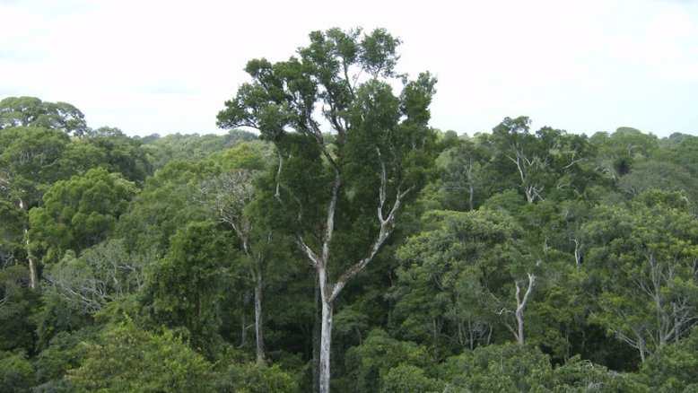 Banco do Brasil anuncia primeiros contratos de projetos de créditos de carbono