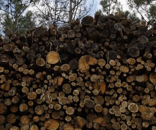 Klabin vende floresta por R$230 milhões