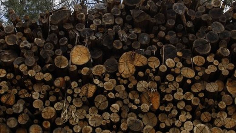 Klabin vende floresta por R$230 milhões