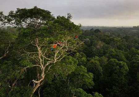 Mercado de crédito de carbono acelera no Brasil