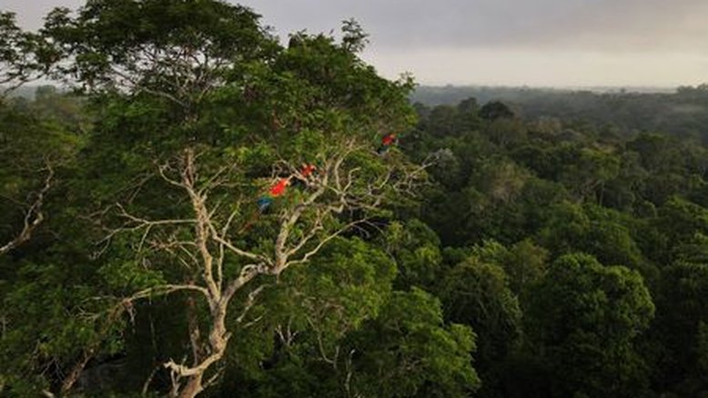 Mercado de crédito de carbono acelera no Brasil