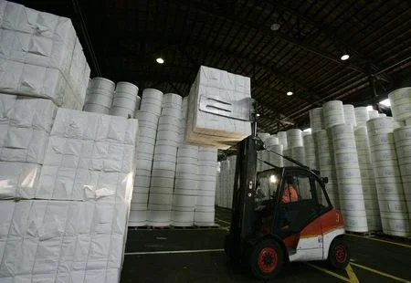 CMPC desenvolve híbrido de árvore Corymbia para produção de celulose