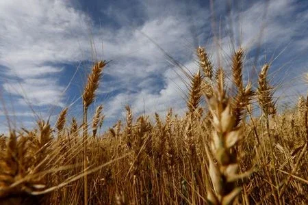 M. Dias Branco desaba mais de 16% após resultado trimestral; BTG reduz estimativas
