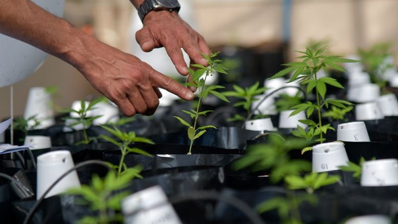 ENFOQUE-Com projeto sobre cultivo em tramitação, empresas de cannabis veem rara oportunidade no Brasil