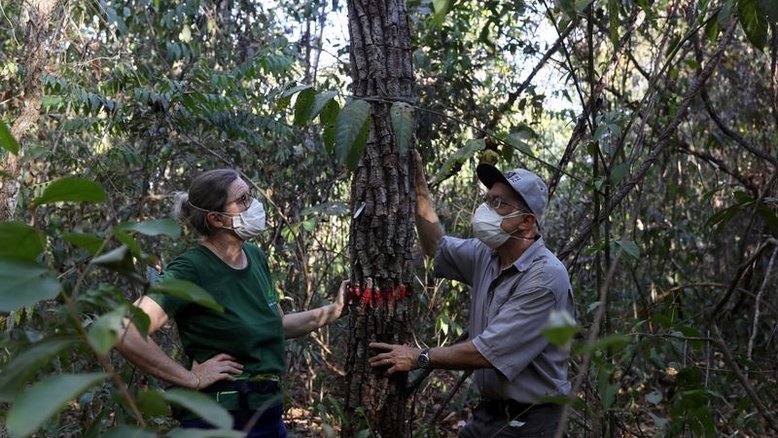 ESPECIAL-Amazônia está perto de seu ponto de inflexão? Três estudos do mundo real revelam ameaças