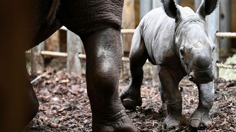 Bebê rinoceronte nasce em zoológico da Holanda no Domingo de Páscoa