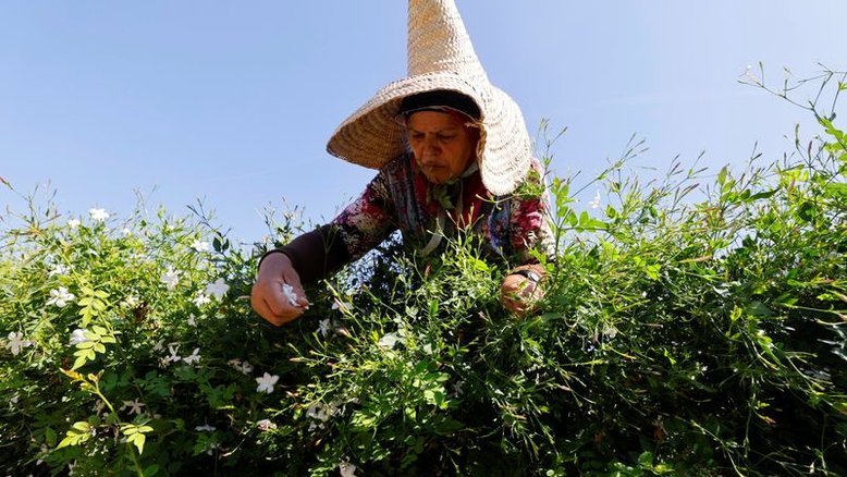 Chanel compra mais campos de jasmim para garantir famoso perfume No. 5