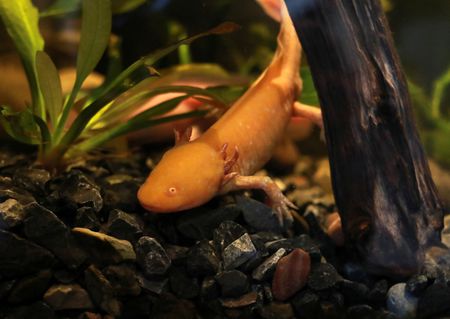 Novo museu no México destaca a salamandra axolote ameaçada de extinção