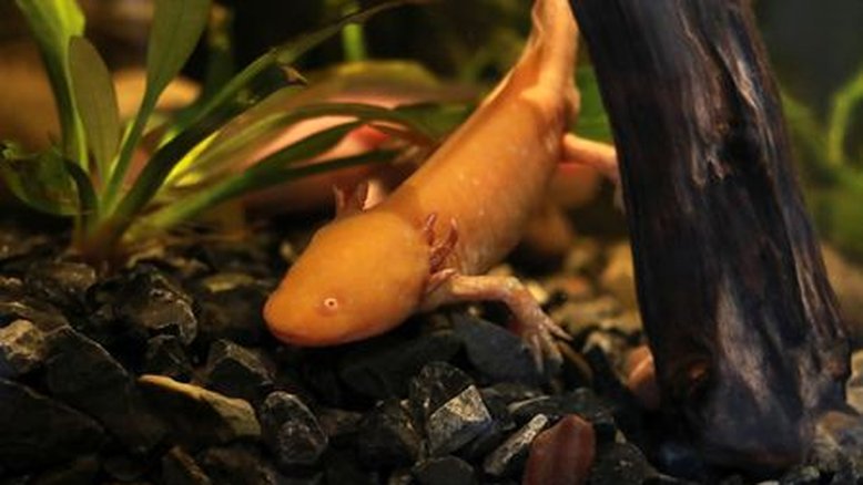 Novo museu no México destaca a salamandra axolote ameaçada de extinção