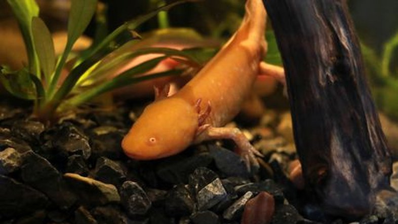 Novo museu no México destaca a salamandra axolote ameaçada de extinção