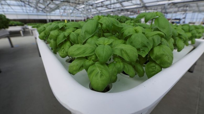 Fundo de tecnologia de Bill Gates aposta em robôs "agricultores"