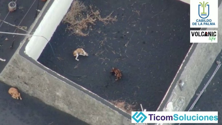 Operador de drone vai tentar salvar cachorros presos por lava de vulcão em La Palma