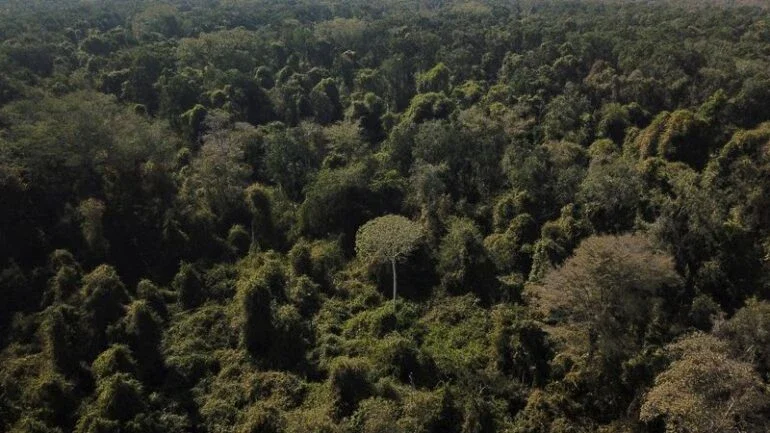 Cientistas contam espécies de árvores e mais de 40% estão na América do Sul