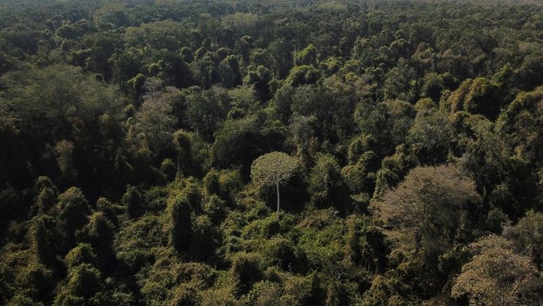 Cientistas contam espécies de árvores e mais de 40% estão na América do Sul