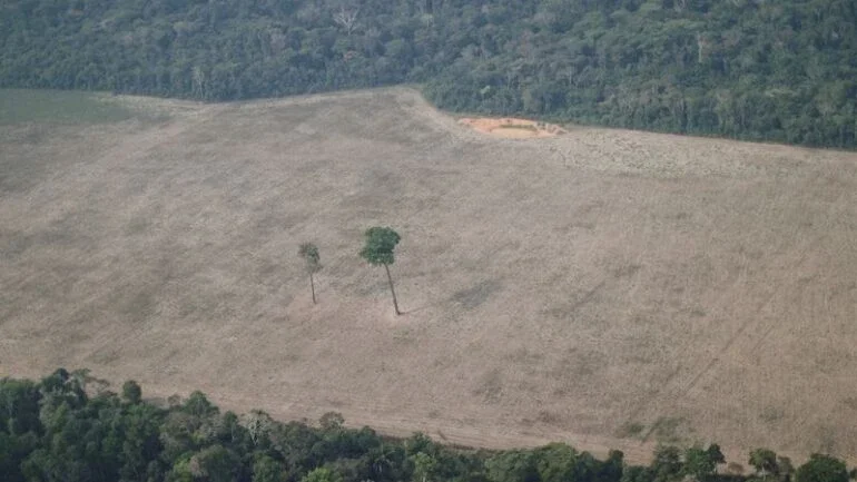 Desmatamento na Amazônia bate recorde nos primeiros 7 meses do ano