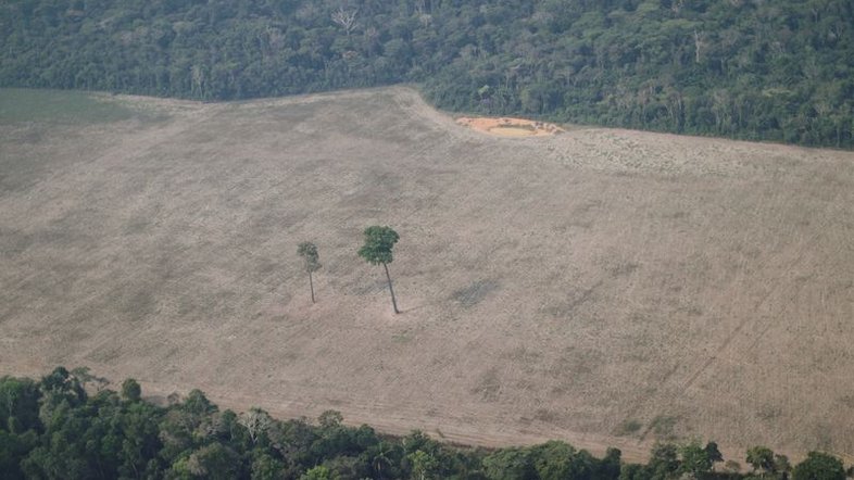 Desmatamento na Amazônia bate recorde nos primeiros 7 meses do ano