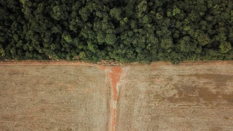 Desmate do cerrado este ano corresponde a um Tocantins