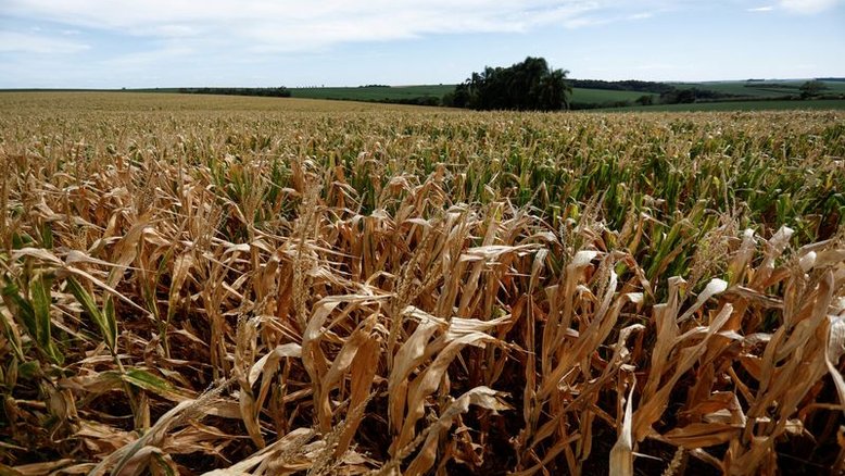 AgRural reduz safra de milho do Brasil em 5 mi t e vê impacto na exportação
