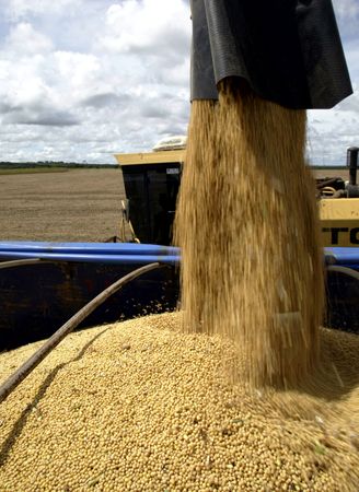 Conab vê leve alta na safra de soja do Brasil e reduz previsões para o milho
