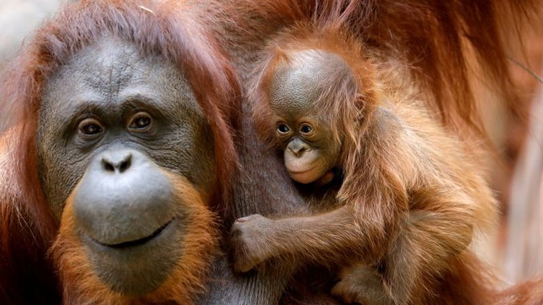 Filhote de orangotango de zoológico espanhol encanta visitantes e conservacionistas