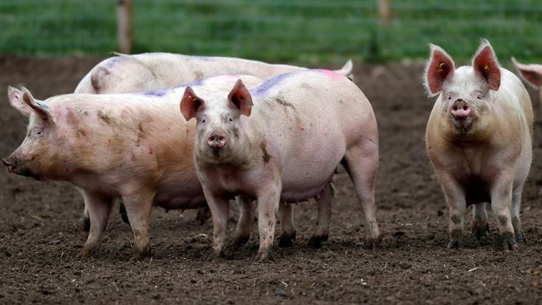 Criadores britânicos de porcos pedem ajuda diante de iminência de abate