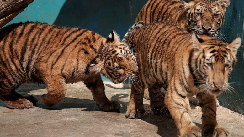 Encontros românticos entre animais de zoológico de Cuba disparam no silêncio da quarentena