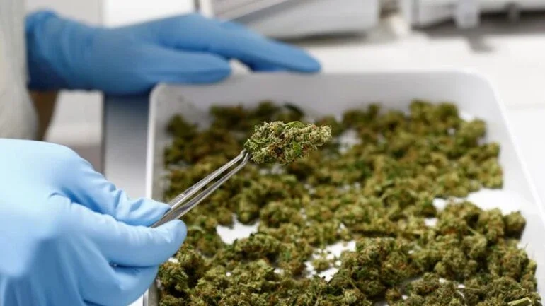 Pote de ouro? Legalizar maconha poder render U$5 bi por ano à Alemanha