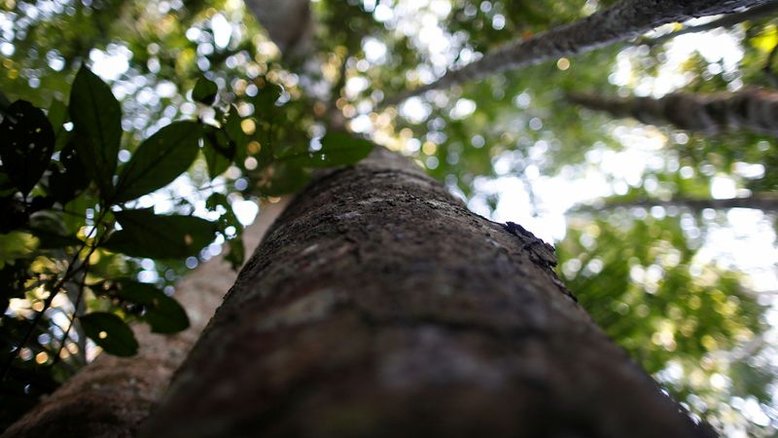 Califórnia deveria cortar petróleo da floresta amazônica, dizem ONGs