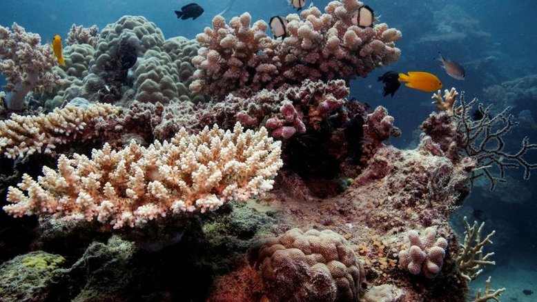 Oceanos são promissores como depósitos de carbono, dizem pesquisadores