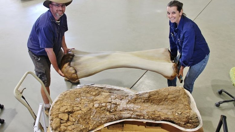 Nova espécie de dinossauro, uma das maiores do mundo, é descoberta na Austrália