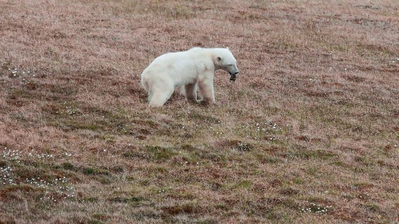 Ursa polar é resgatada após prender a língua em lata de leite condensado na Rússia