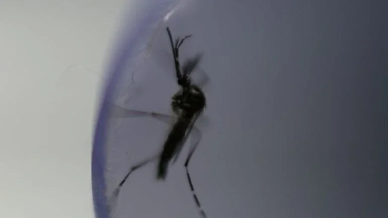 Vacina contra dengue da Takeda recebe aprovação da UE