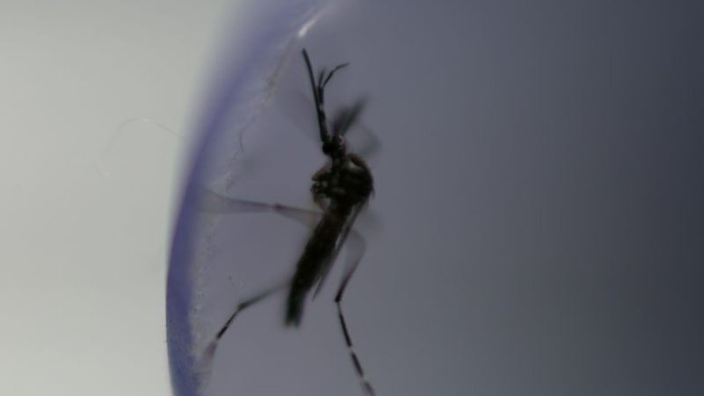 Vacina contra dengue da Takeda recebe aprovação da UE