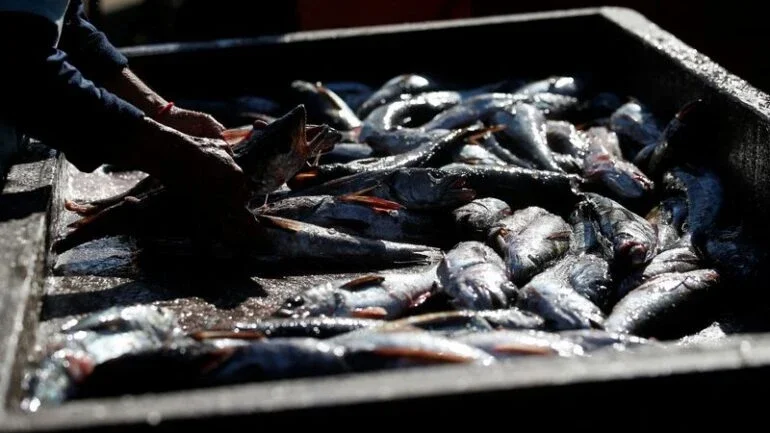 Pescadores artesanais do Chile temem por futuro devido a pesca de arrasto e clima
