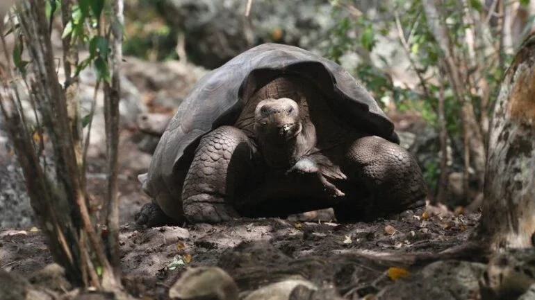 Tartarugas gigantes de uma ilha nos Galápagos pertencem a uma nova espécie, diz Parque Nacional