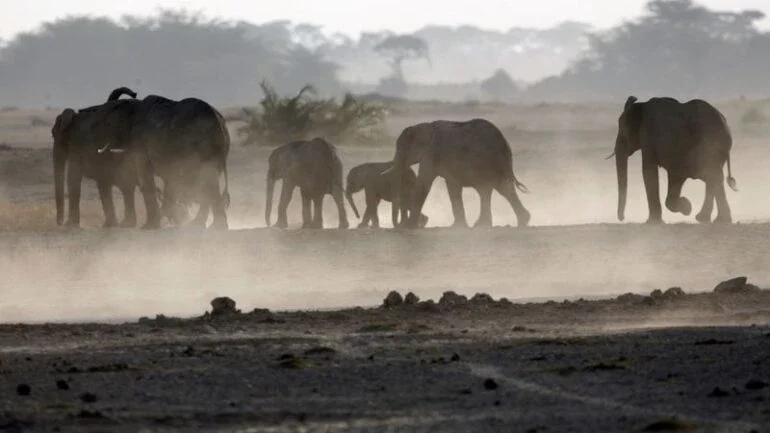 Idosa de 70 anos é morta por elefante e pisoteada pelo animal durante funeral na Índia