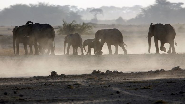 Elefante mata pesquisador colombiano em Uganda