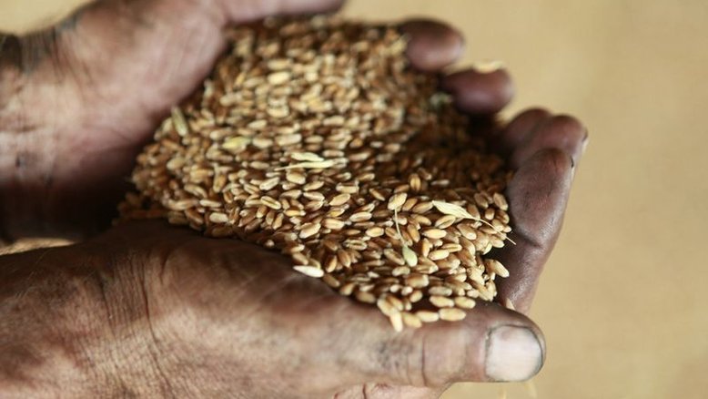 Kremlin diz que Ocidente desencadeou crise alimentar global com sanções