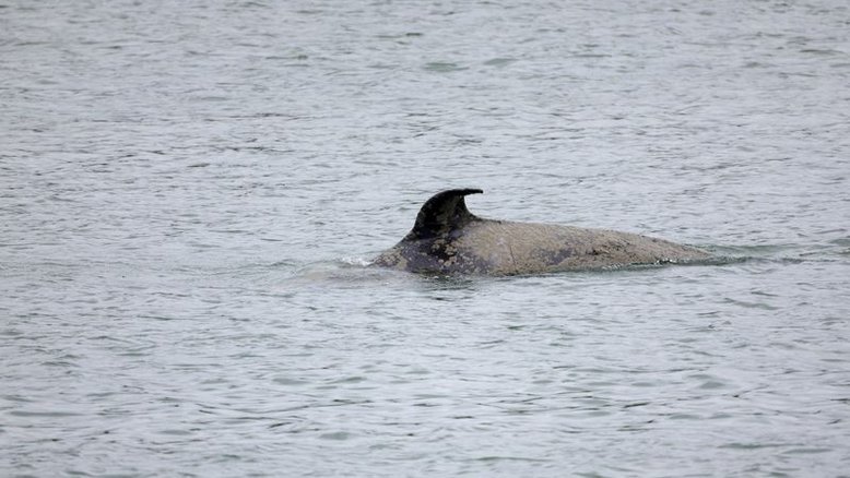 Baleia no rio Sena, na França, está em estado grave