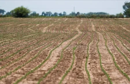 Pólo agrícola boliviano enfrenta impasse político sobre grãos e gado