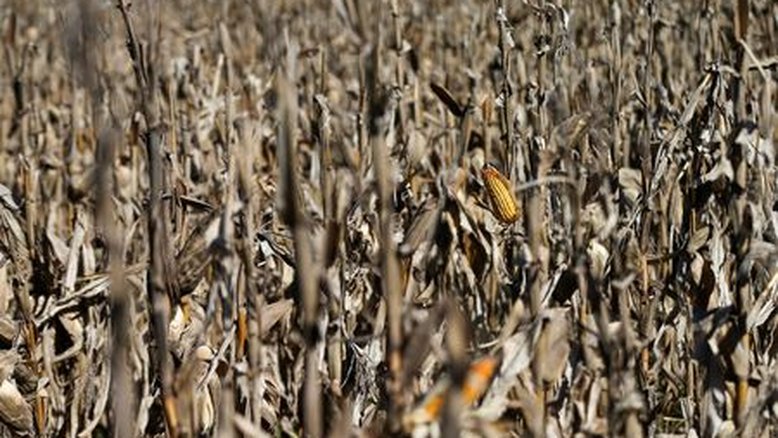 Empresas argentinas alertam para prejuízo em safras de US$20 bi com seca e geada