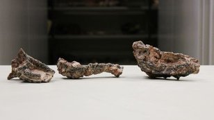Fósseis de réptil parecido com crocodilo são achados no Brasil