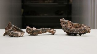Fósseis de réptil parecido com crocodilo são achados no Brasil