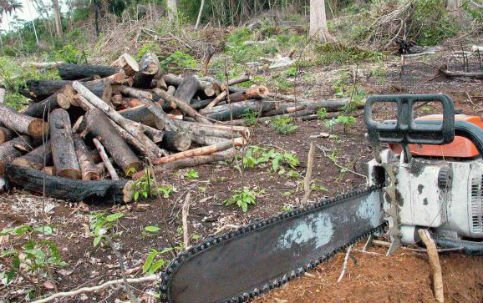 DesmatamentoAm_AgBr_483x303.jpg